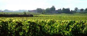 production audiovisuelle vin bordeaux